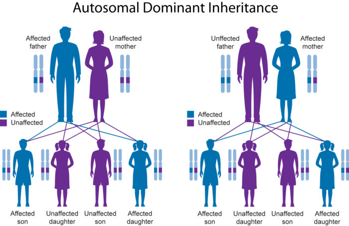 X Inheritance Chart