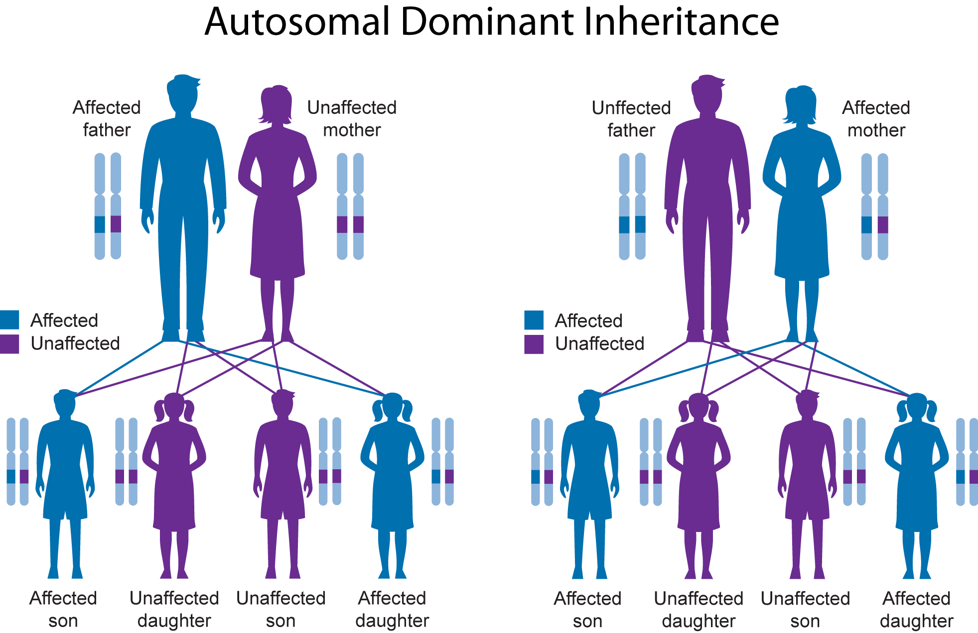 Linked Disorders In Humans Chart