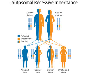 autosomal recessive inheritance