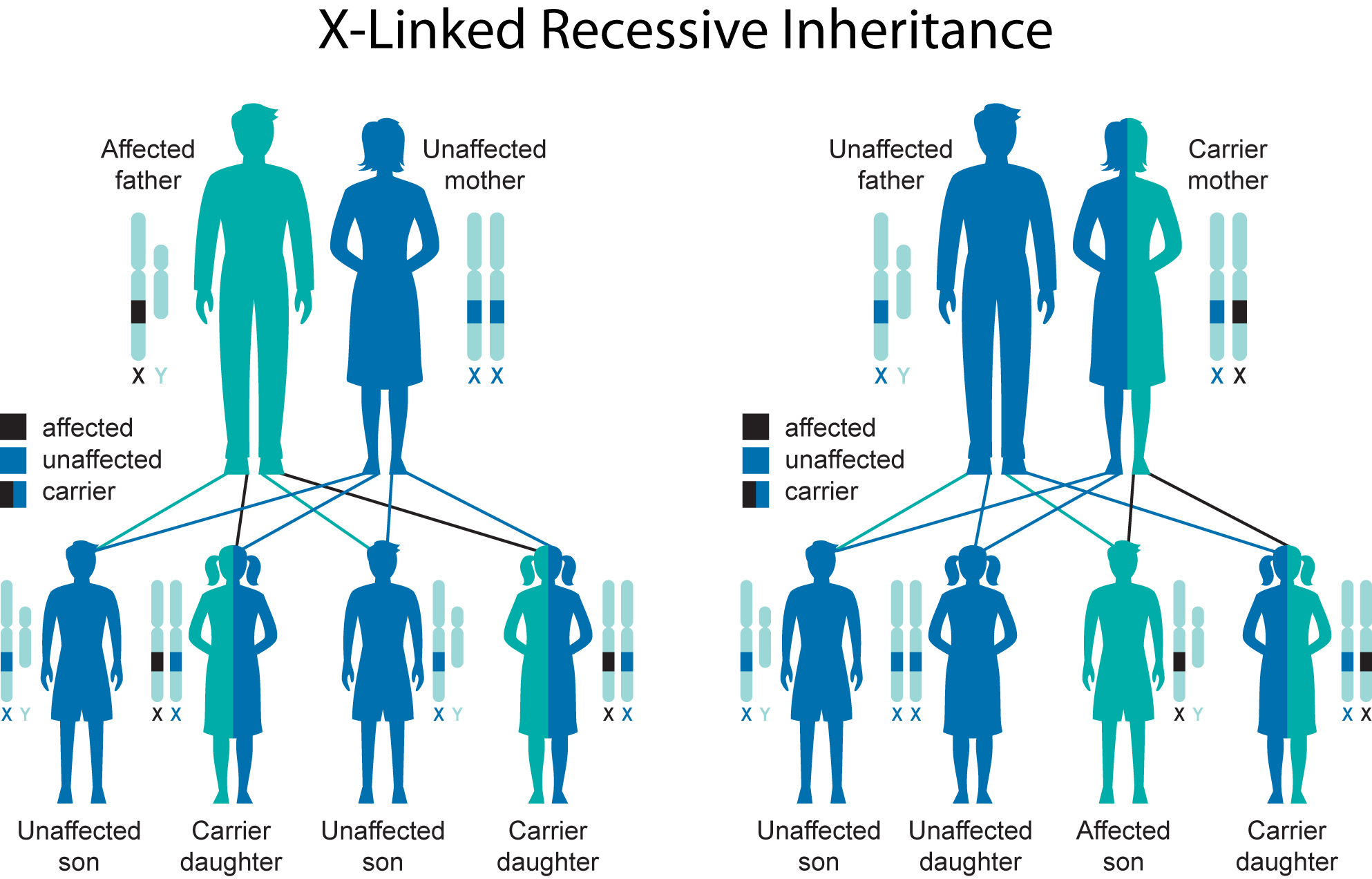 X Inheritance Chart