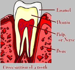 Parts of the Tooth