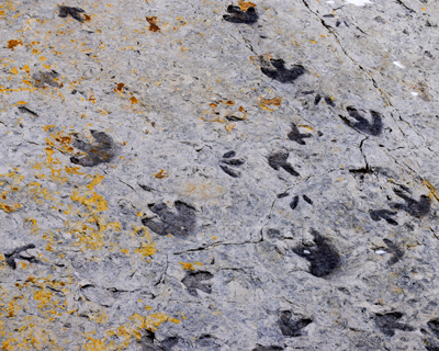 Fossils at Dinosaur Ridge in Colorado