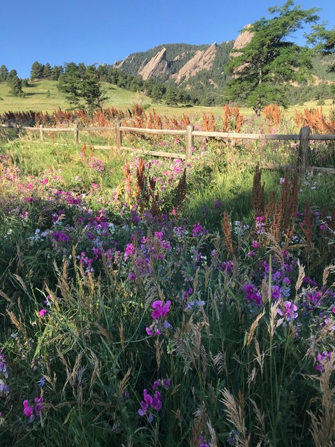 Colorado meadow with wildflowers and mountains in background 